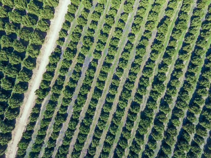 When AI Meets Agriculture: A New Way For Growers to See Their Orchards