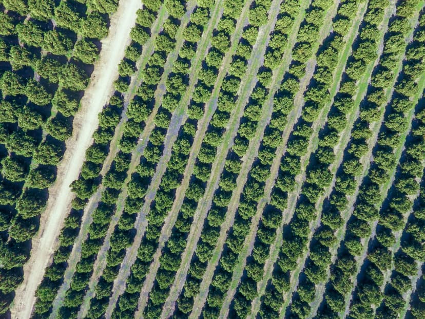 When AI Meets Agriculture: A New Way For Growers to See Their Orchards